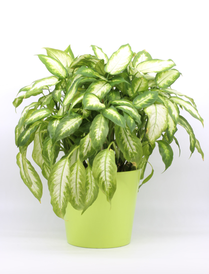 Dieffenbachia